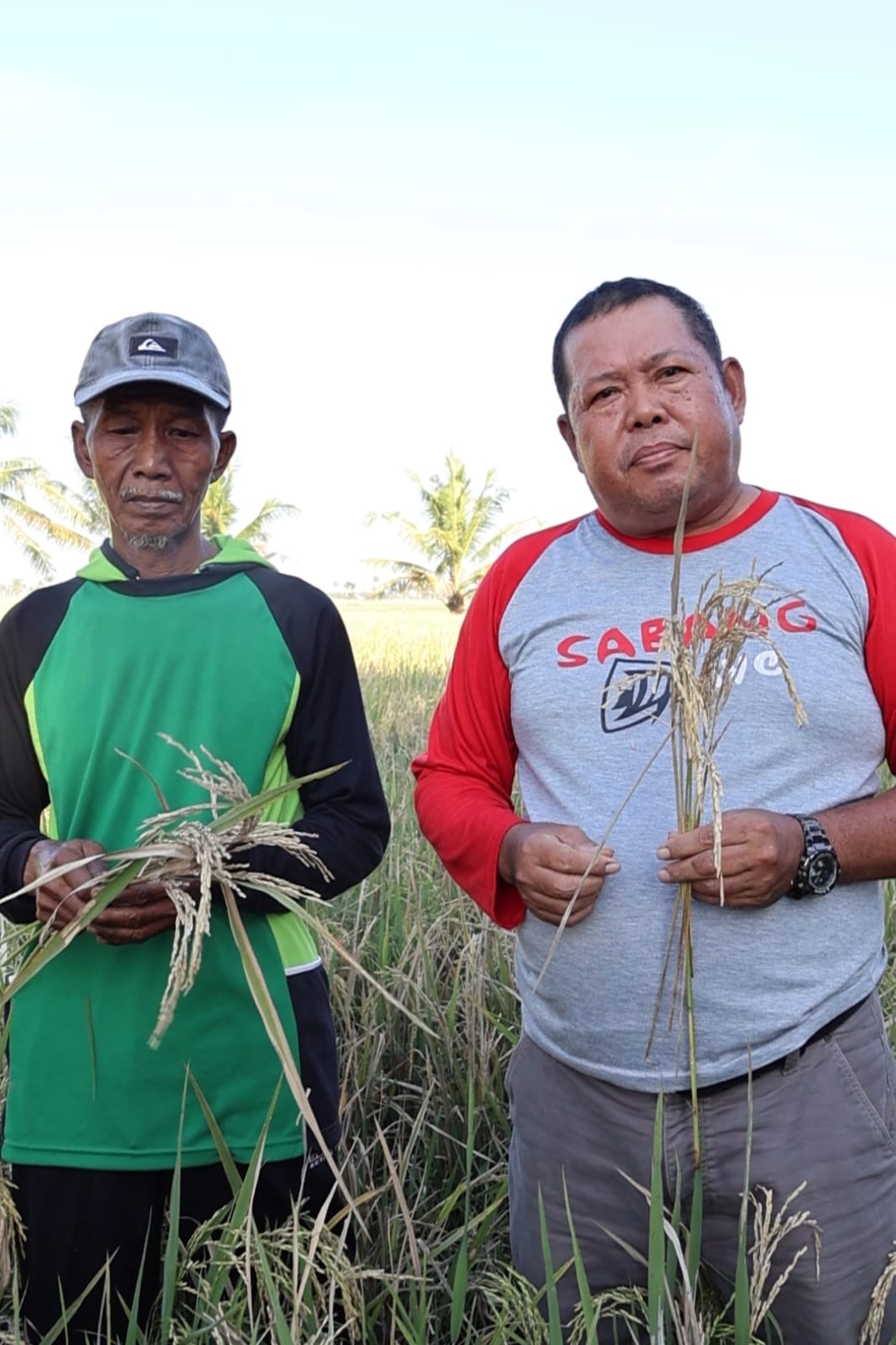 OPT dengan Cuaca ekstrem Hasil Panen di Pinrang Anjlok