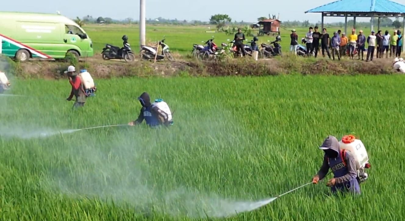 Upaya Pencegahan, Pemerintah Pinrang Lakukan Penyemprotan yang Belum Terdampak Serangan Hama.